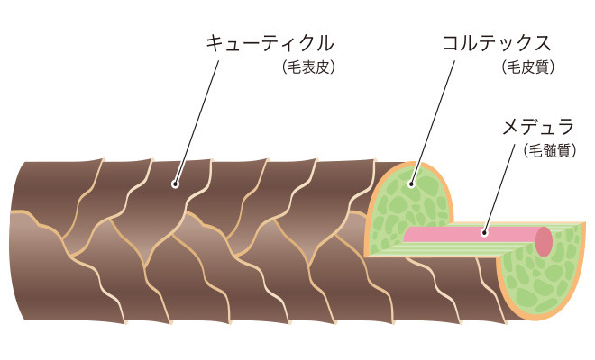 髪の色はメラニンで決まる