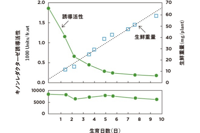 ブロッコリーではダメなの？