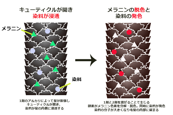 ただし、白髪染めがはげるリスクを高める可能性はある