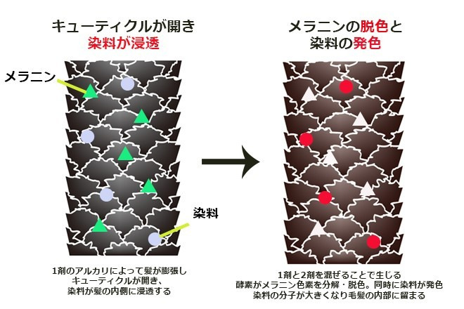 一般的な白髪染めは、