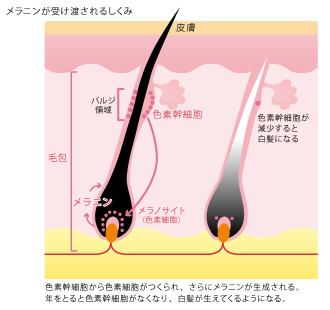 白髪が生えるメカニズム