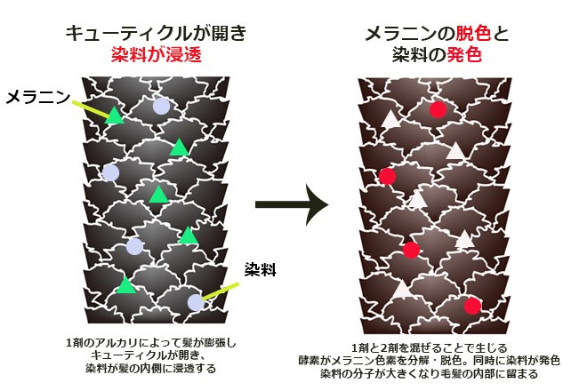 白髪染めの仕組み