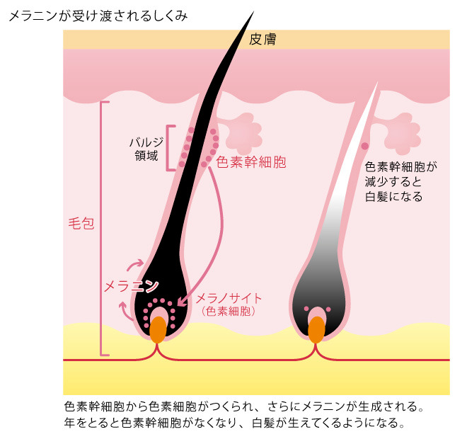 白髪のメカニズム