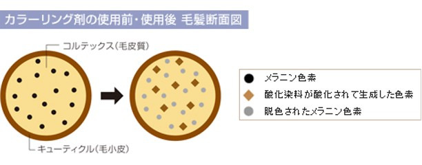 「髪の内側から染める」というタイプ